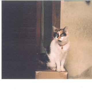 里親募集しています。