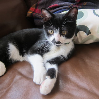 生後3ヶ月！オス猫里親募集してます！