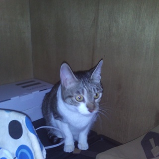 とても可愛い子です