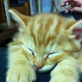 触り心地最高です。