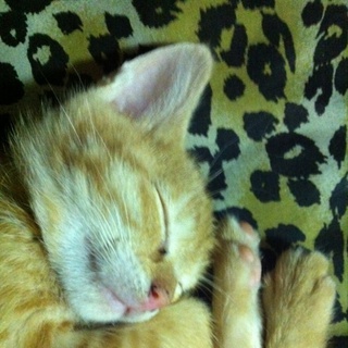 小柄で可愛い女の子。