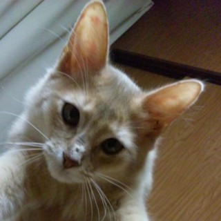 ソマリの男の子