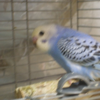 里親様募集三兄弟