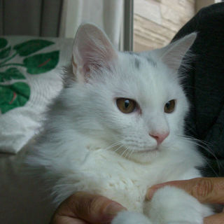 推定１歳くらいの男の子【まろ】