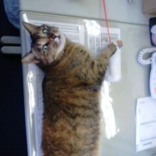 大至急！！どなたかお願いいたします・・・。