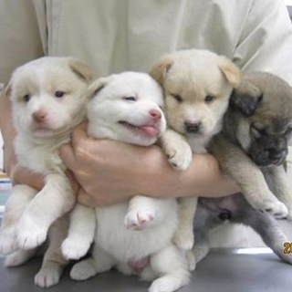 かわいいわんちゃんです