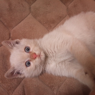 クリーム色のかわいい女の子です