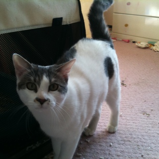 元気なオス猫!里親さん募集です。