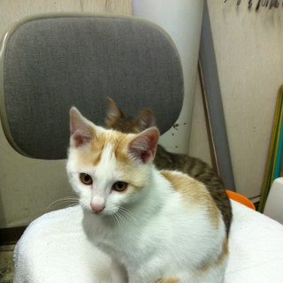 生後３ヶ月　人懐っこいです