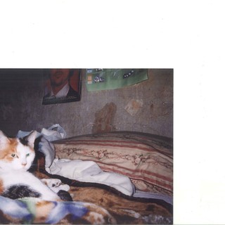 一緒に暮らしてくれる方募集します。