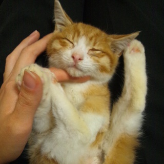 茶トラの男の子です！