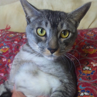 里親さま募集です