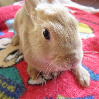 ミニウサギ　茶