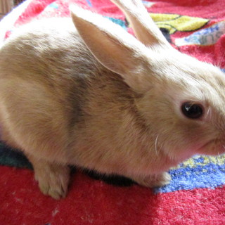 ミニウサギ　茶　no2