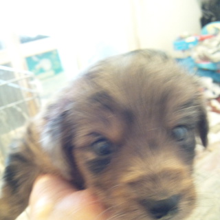 仔犬の里親さん探してます