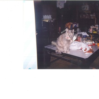 里親募集します。