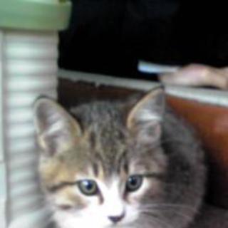 3ヶ月の１匹の猫の里親さん募集中