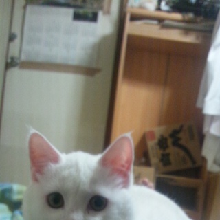 可愛がってくださる方