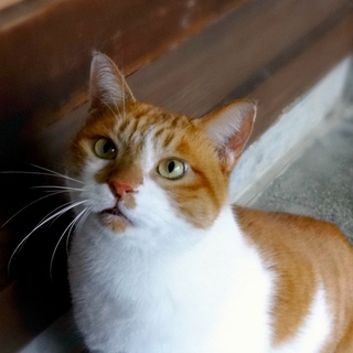 ６才のオス猫です