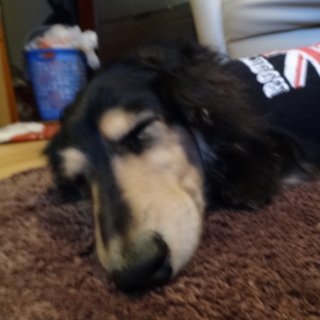 ＊急募＊Ｍダックスブラックタンロングコート