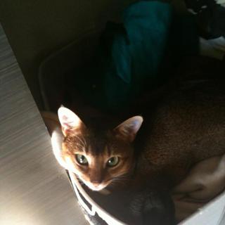 里親さがしてます。