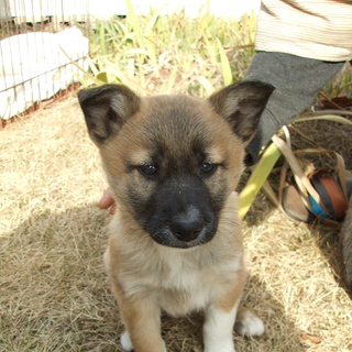 里親さんが決定しました！