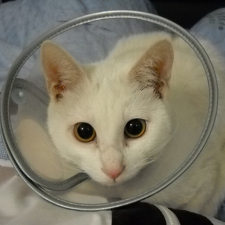 ありがとうございました。