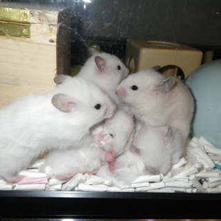 ゴールデンハムスターの里親様募集