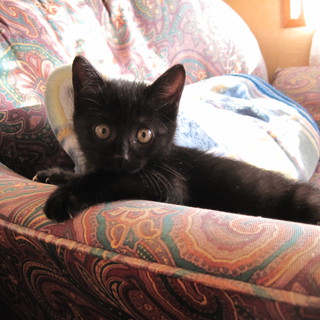 甘えん坊です。