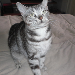 ミニチュアショートヘアー