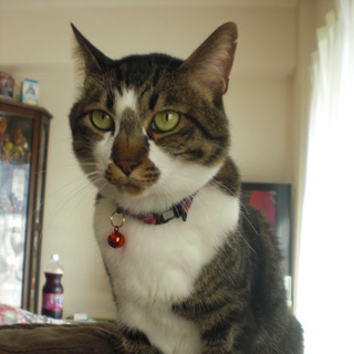 ベタなれの男前です！！