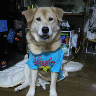 ★利口な大型犬です★