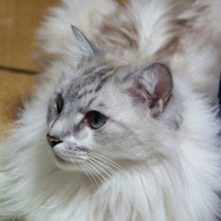 大至急！飼い主が死亡した老猫を助けてください