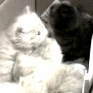 捨てられていた仔猫もらってください