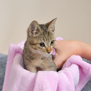 きょうこ嬢。なかよし双子。