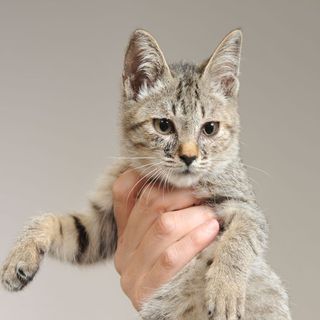 じゅんこ嬢。なかよし双子。