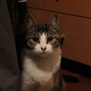 元気でひとなつこい子