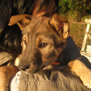 かわいい子犬の里親さん募集！