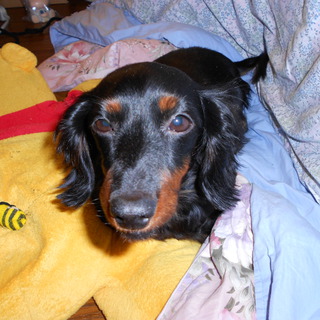 里親になってください。