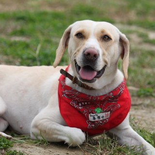 元気いっぱい天然系ラブMIX・あんちゃん/推定2歳