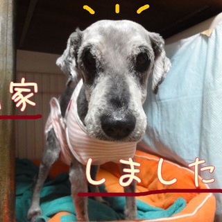 障害のあるシニアワンコ、セナ君/推定10歳