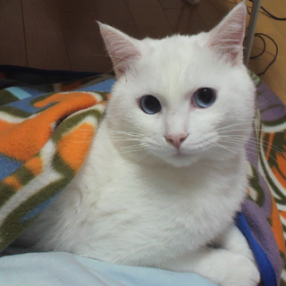 真っ白な毛並みの男の子の里親さん募集。