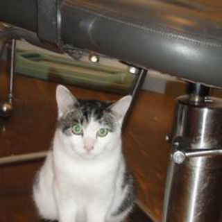 かわいい猫です