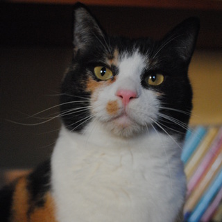 猫の里親になってください。