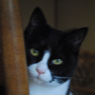 猫の里親になってください。