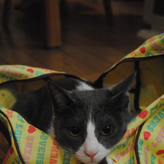 猫の里親になってください。