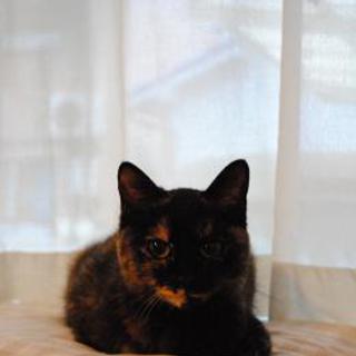 猫の里親になってください。