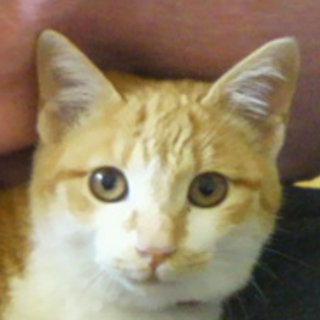 くりくりおメメのひかる君