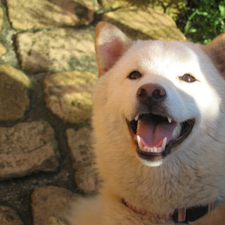 白柴の里親さん募集です！