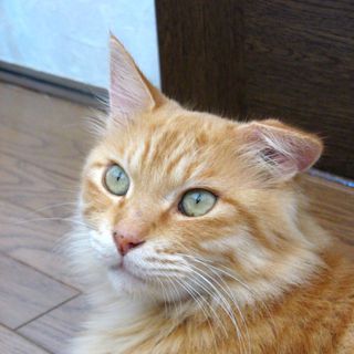 被災猫　長毛MIX